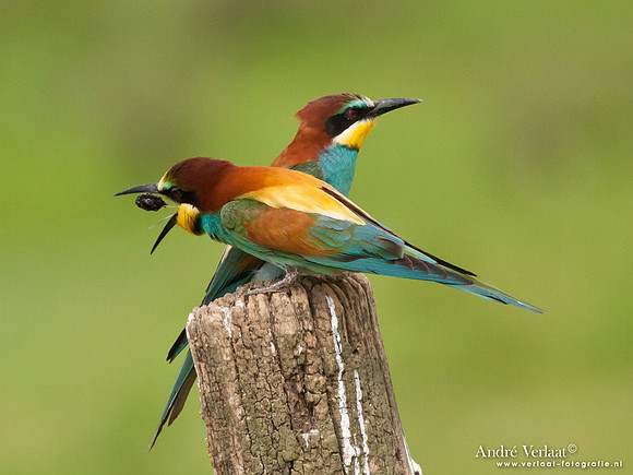 Bijeneter / European Bee-eater - Frankrijk