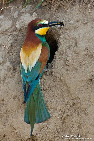 Bijeneter / European Bee-eater - Frankrijk