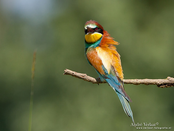Bijeneter / European Bee-eater - Frankrijk