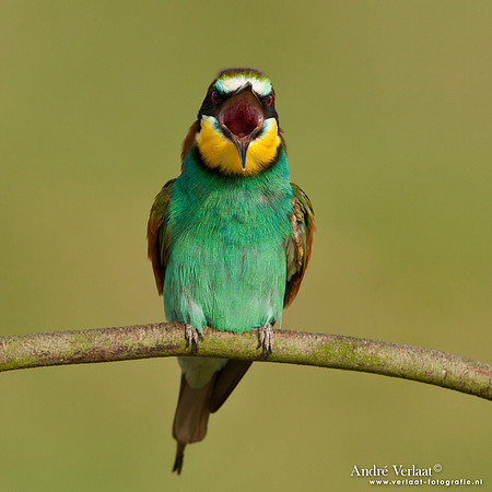 Bijeneter / European Bee-eater - Frankrijk