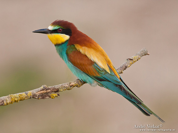 Bijeneter / European Bee-eater - Frankrijk