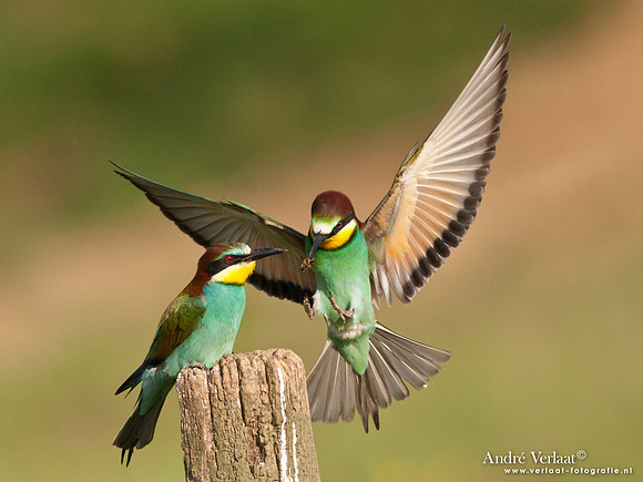 Bijeneter / European Bee-eater - Frankrijk