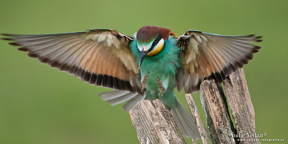 Bijeneter / European Bee-eater - Frankrijk