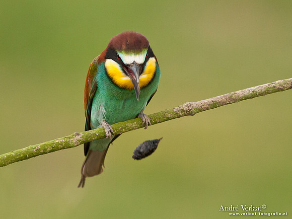 Bijeneter / European Bee-eater - Frankrijk