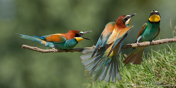 Bijeneter / European Bee-eater - Frankrijk