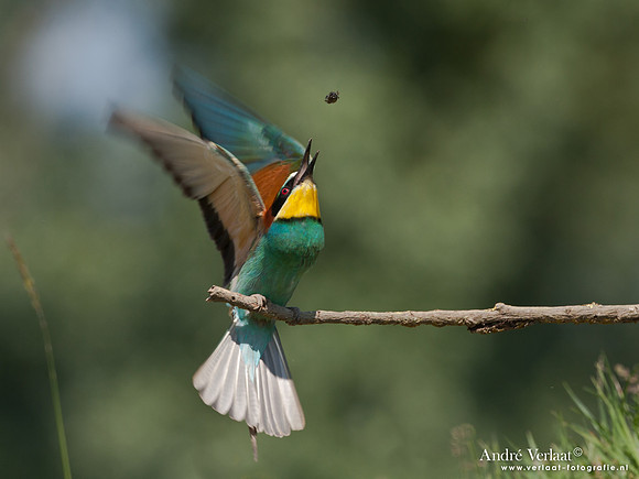 Bijeneter / European Bee-eater - Frankrijk