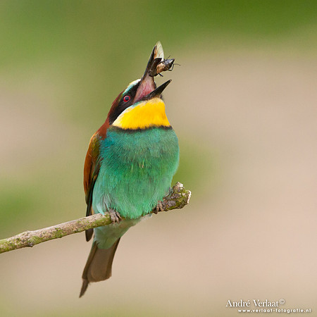 Bijeneter / European Bee-eater - Frankrijk