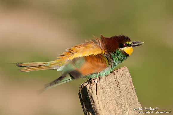 Bijeneter / European Bee-eater - Frankrijk