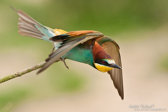 Bijeneter / European Bee-eater - Frankrijk