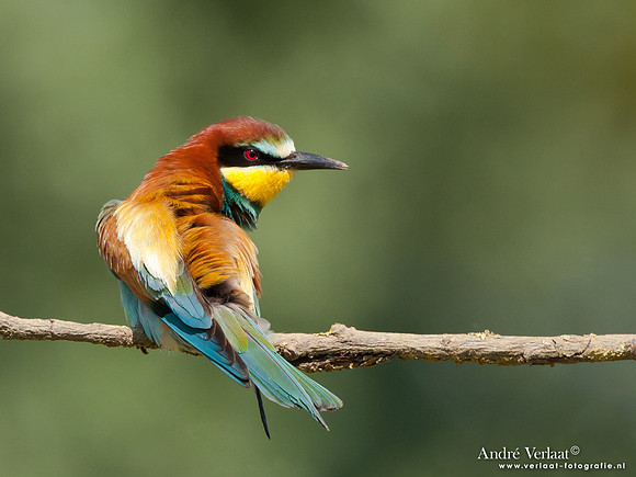 Bijeneter / European Bee-eater - Frankrijk