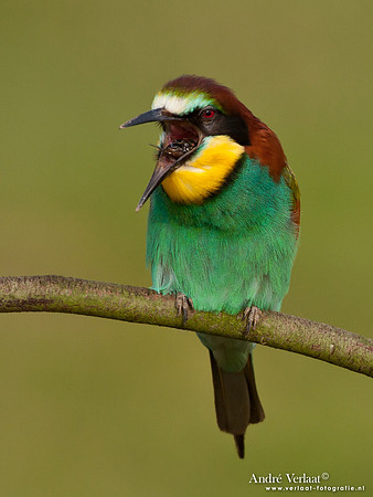 Bijeneter / European Bee-eater - Frankrijk