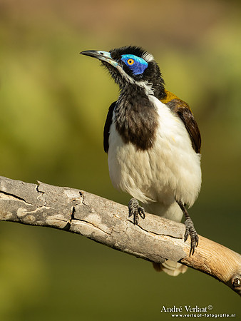 Blauwwanghoningeter / Blue-faced Honeyeater - Pine Creek NT