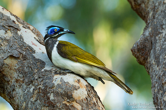 Blauwwanghoningeter / Blue-faced Honeyeater - Katherine Gorge NT