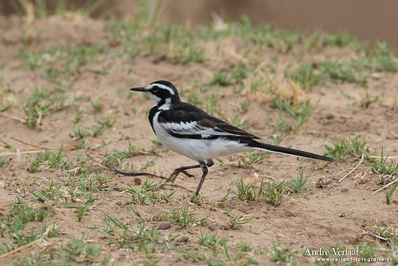 Afrikaanse Bonte Kwikstaart / African Pied Wagtail - South Luangwa NP