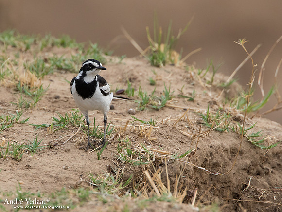 Afrikaanse Bonte Kwikstaart / African Pied Wagtail - South Luangwa NP