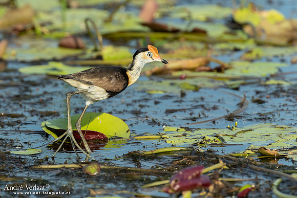 Australische Jacana / Comb-crested Jacana - Yellow Waters NT