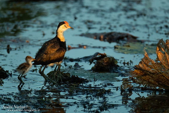 Australische Jacana / Comb-crested Jacana - Yellow Waters NT