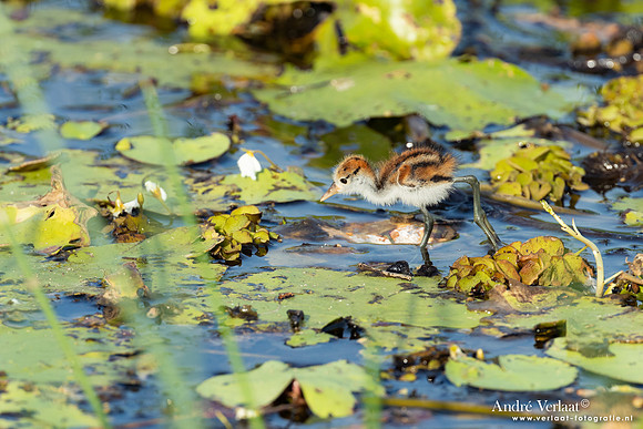 Australische Jacana / Comb-crested Jacana - Yellow Waters NT