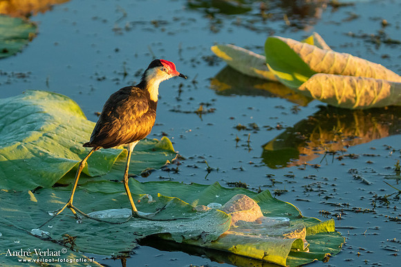 Australische Jacana / Comb-crested Jacana - Yellow Waters NT