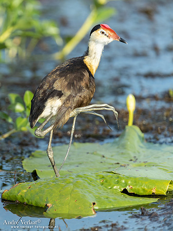 Australische Jacana / Comb-crested Jacana - Yellow Waters NT