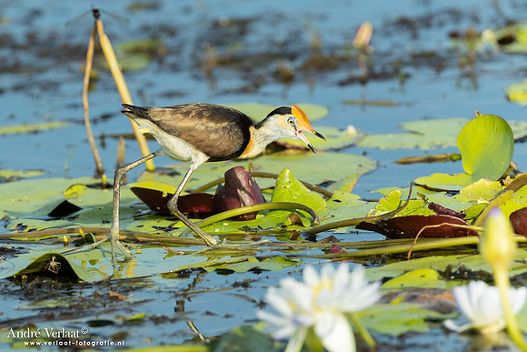 Australische Jacana / Comb-crested Jacana - Yellow Waters NT