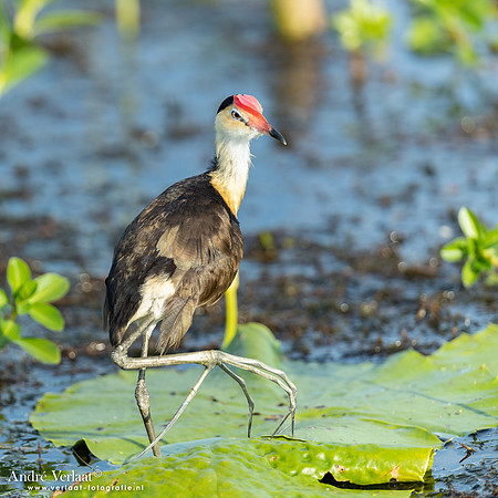 Australische Jacana / Comb-crested Jacana - Yellow Waters NT