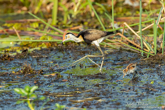 Australische Jacana / Comb-crested Jacana - Yellow Waters NT