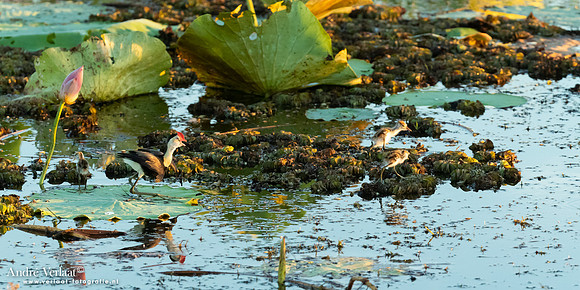 Australische Jacana / Comb-crested Jacana - Yellow Waters NT