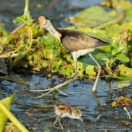 Australische Jacana / Comb-crested Jacana - Yellow Waters NT