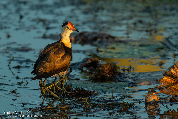 Australische Jacana / Comb-crested Jacana - Yellow Waters NT