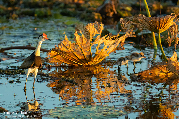 Australische Jacana / Comb-crested Jacana - Yellow Waters NT