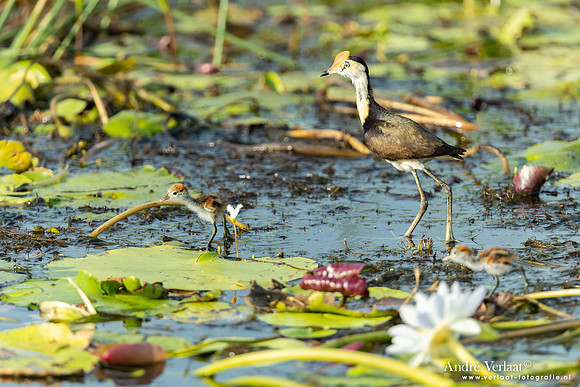 Australische Jacana / Comb-crested Jacana - Yellow Waters NT
