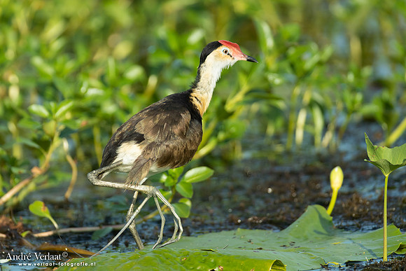 Australische Jacana / Comb-crested Jacana - Yellow Waters NT