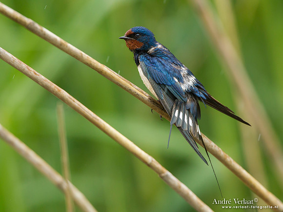 Boerenzwaluw / Barn Swallow - Lesvos