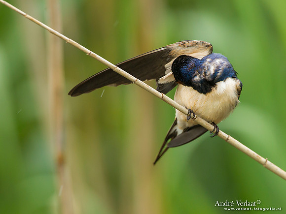 Boerenzwaluw / Barn Swallow - Lesvos