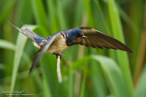 Boerenzwaluw / Barn Swallow - Lesvos