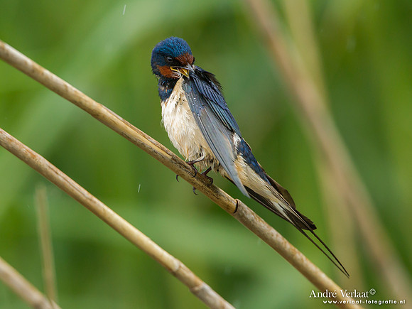 Boerenzwaluw / Barn Swallow - Lesvos