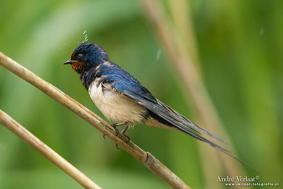 Boerenzwaluw / Barn Swallow - Lesvos
