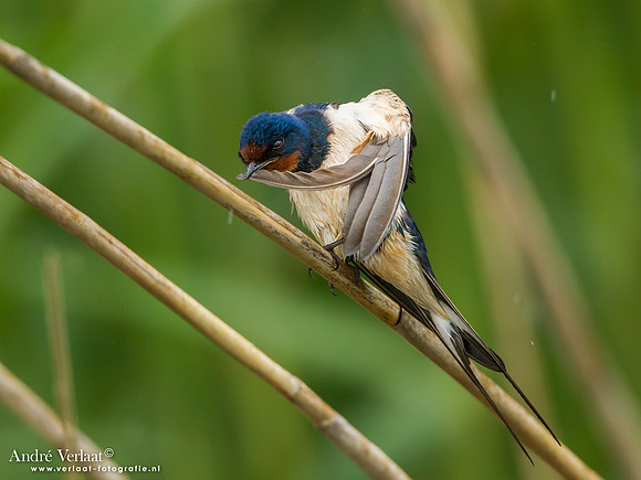 Boerenzwaluw / Barn Swallow - Lesvos