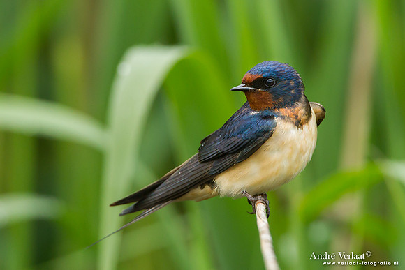 Boerenzwaluw / Barn Swallow - Lesvos