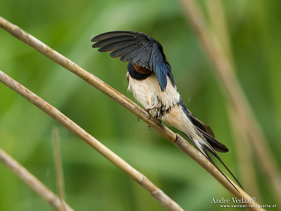 Boerenzwaluw / Barn Swallow - Lesvos