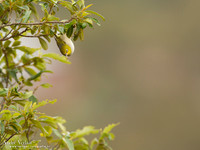 Australische Brilvogel / Silvereye - Highfields