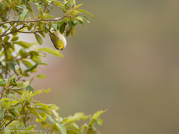 Australische Brilvogel / Silvereye - Highfields