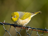 Australische Brilvogel / Silvereye - Highfields