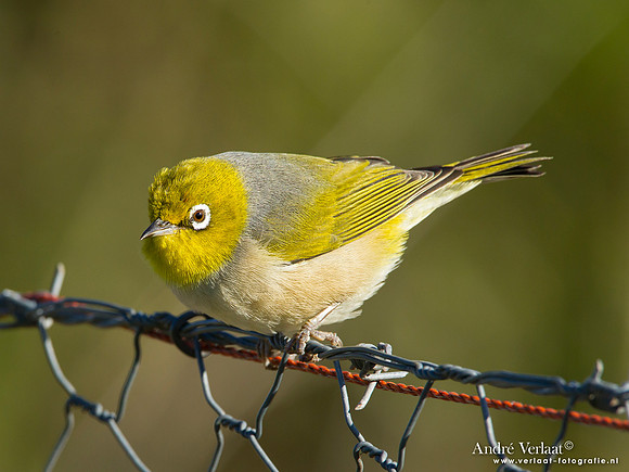 Australische Brilvogel / Silvereye - Highfields