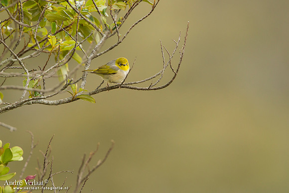 Australische Brilvogel / Silvereye - Highfields