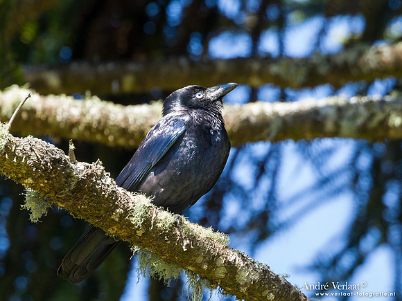 Australische Kraai / Torresian Crow - Bunya Mountains