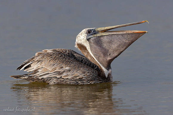 Bruine Pelikaan / Brown Pelican - Rio Lagartos
