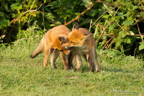 Vos / Red Fox - Zoetermeer