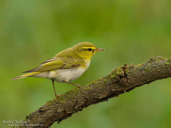 Fluiter / Wood Warbler - Tiszagyenda